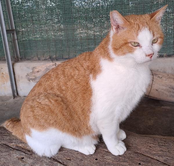 Kiwi, Una famiglia per un bel musetto Foto 8